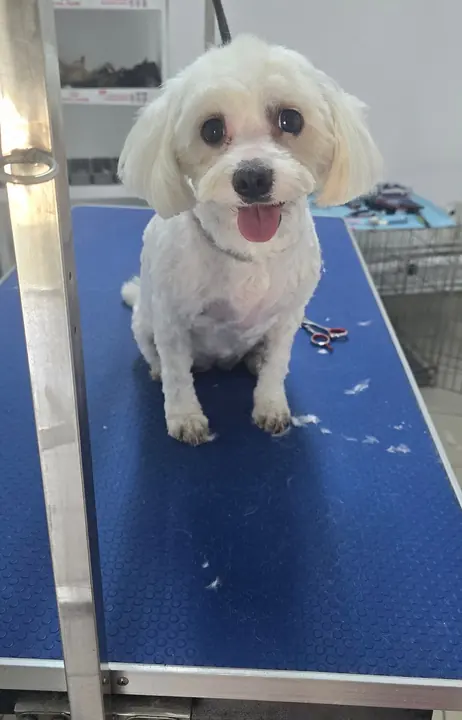 Un bichon alb, proaspăt tuns, cu limba scoasă, pe masa albastră