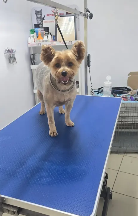 Un yorkshire terrier tuns scurt, pe masa albastră