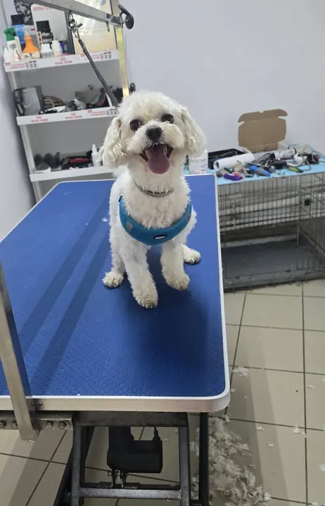 Un cățel alb cu ham albastru, fericit după tuns