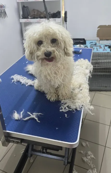 Un cățel alb, cu blana tunsă împrăștiată pe masă