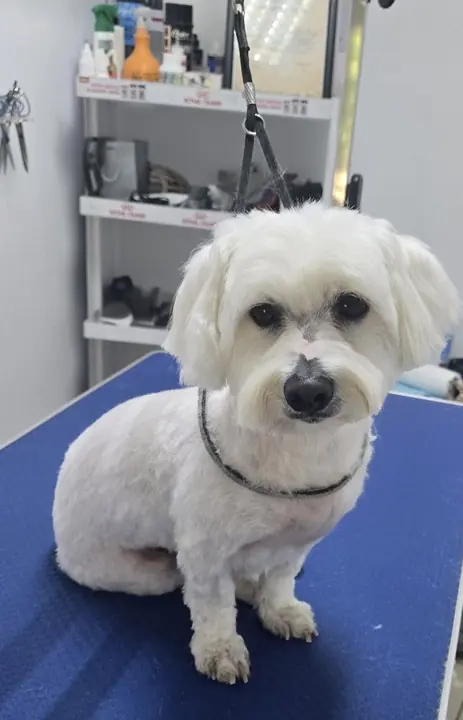 Un bichon alb, așezat cuminte după tuns