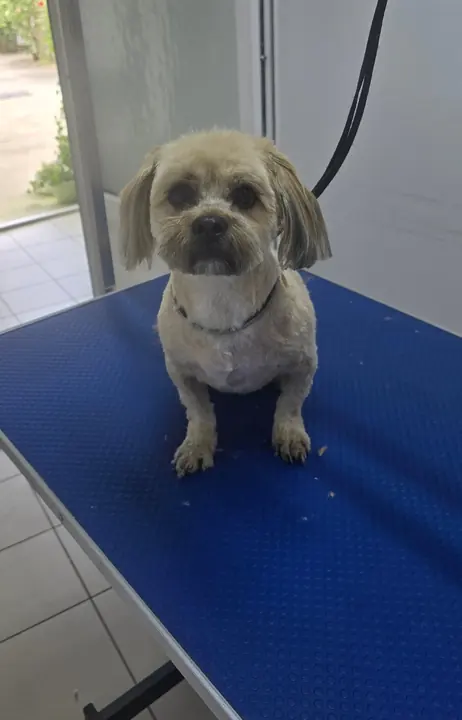 Un cățel crem, tuns, pe masa albastră