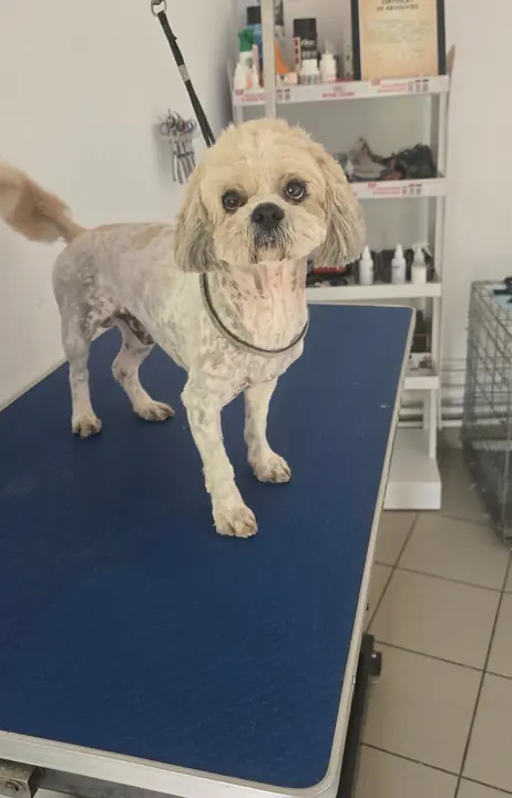 Un cățel crem cu ham, pe masa albastră, gata de plecare