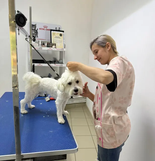 Frizerița noastră aranjează un cățel alb pe masa albastră a salonului