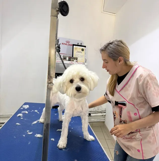 Un bichon alb tocmai aranjat, pe masa albastră a salonului nostru